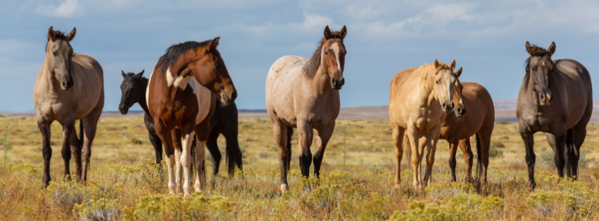 Horses freely roaming on our ranch.